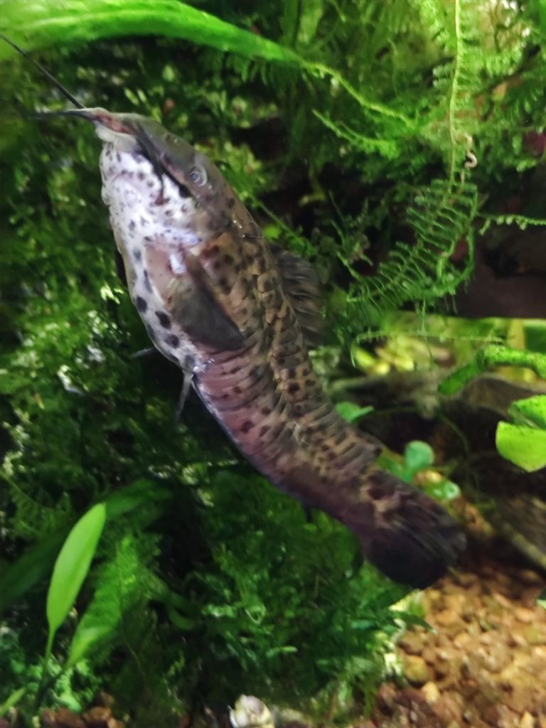 Akwarium Aquael Glossy Cube-kompletny zestaw z żywą obsadą, akcesoria!