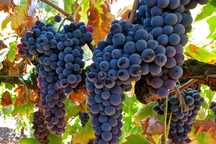 Uvas Tintas DOC Alentejo & IGP Alentejano p/ produção de vinho