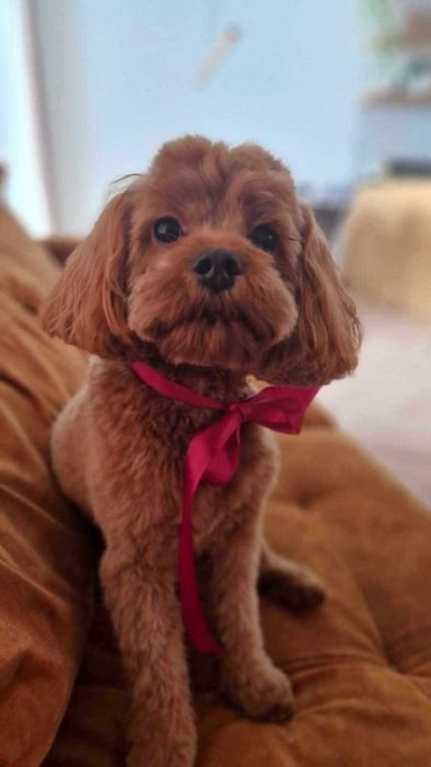 Cavapoo > piesek > rezerwacja .