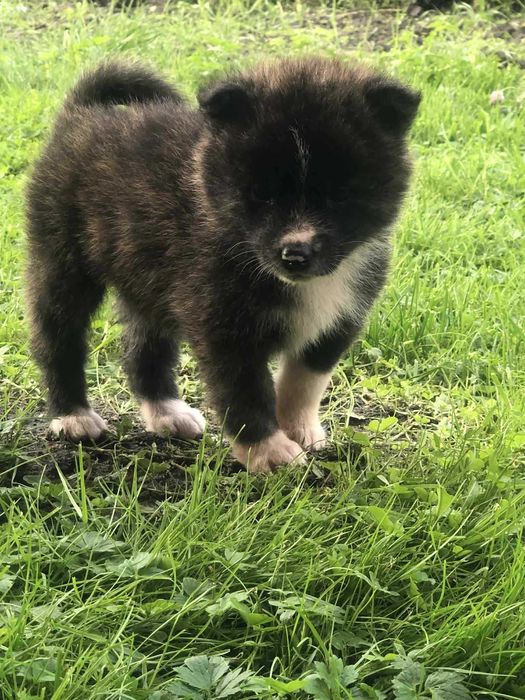 Akita gotowe do odbioru