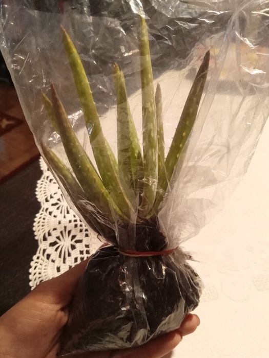 Aloe Vera Babosa Rebentos