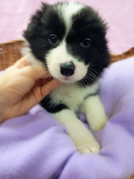 Border Collie czarno biały