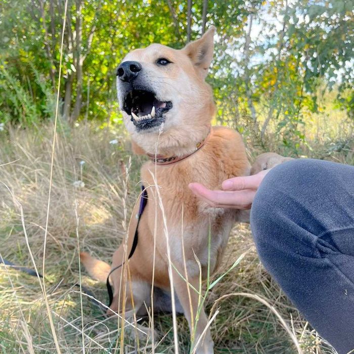 Baxter- prawie Akita w Potrzebie