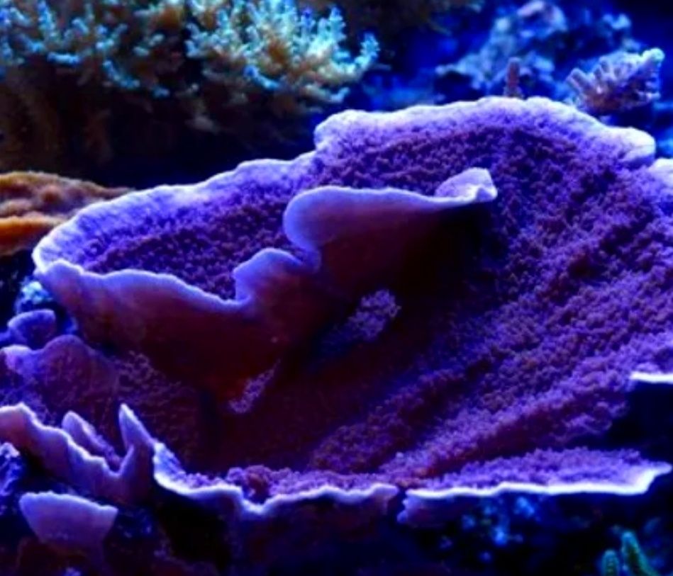 Montipore Talerzowa Fioletowa