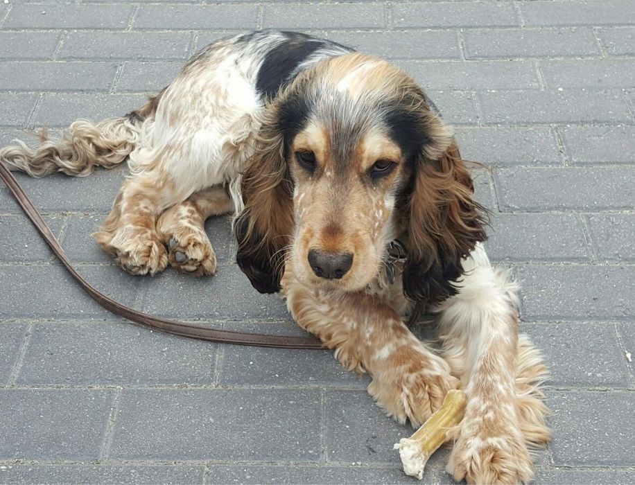 Piesek Cocker Spaniel Angielski