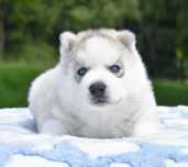 Siberian Husky, niebieskooki biało-srebrny chłopiec, ZKwP / FCI
