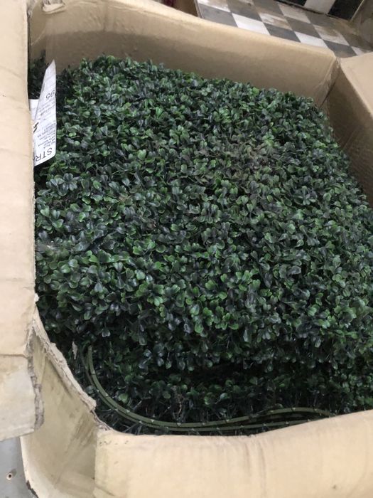 Bukszpan zielona ściana