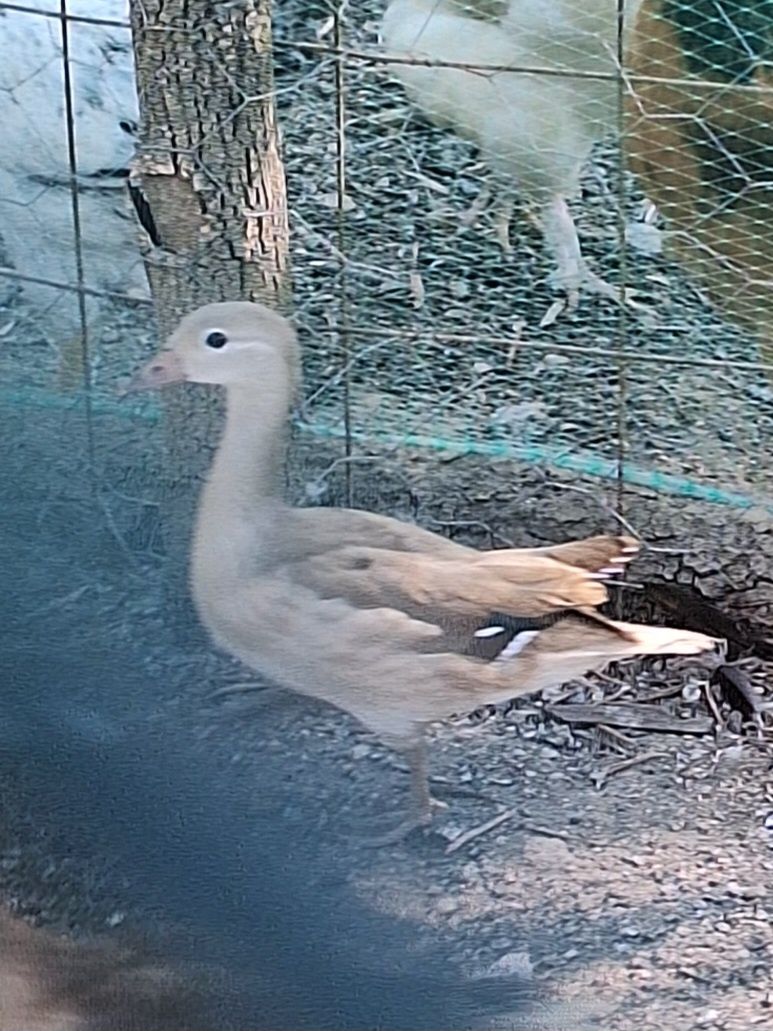 Patos mandarim canela