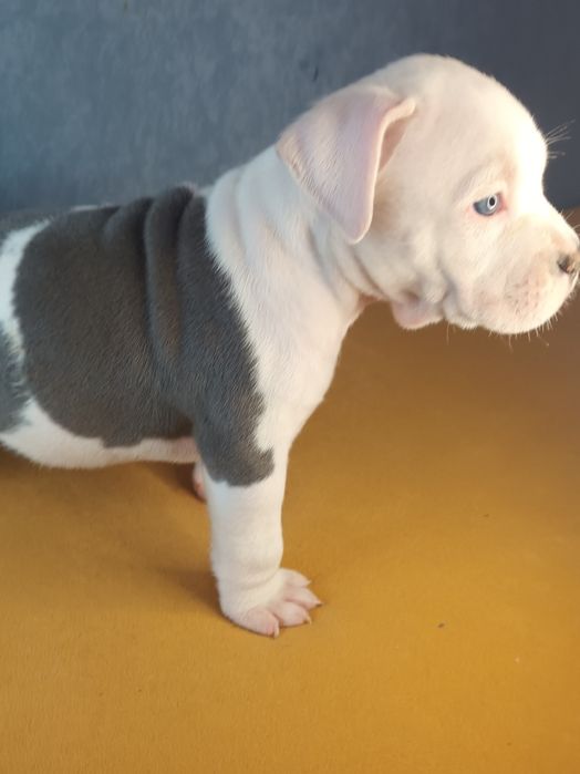 Cudo Biało Głowy Blue Amstaff