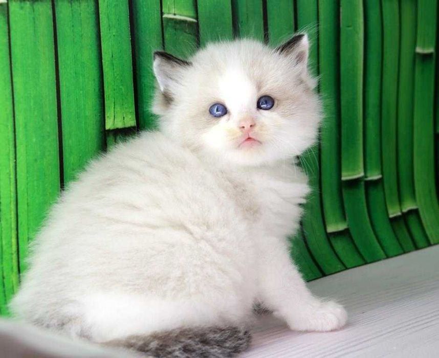 Дуже красива порода-Ragdoll. Самий ласкавий котик