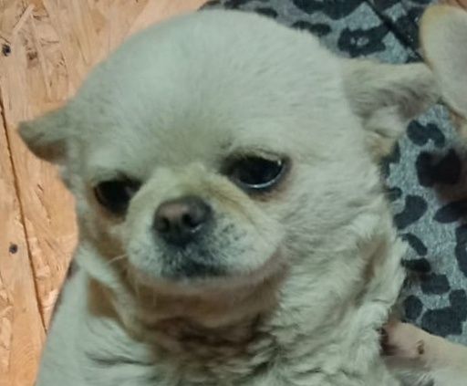 Кремовый мальчик чихуахуа для вязки. С документами КСУ. Правильный. Во