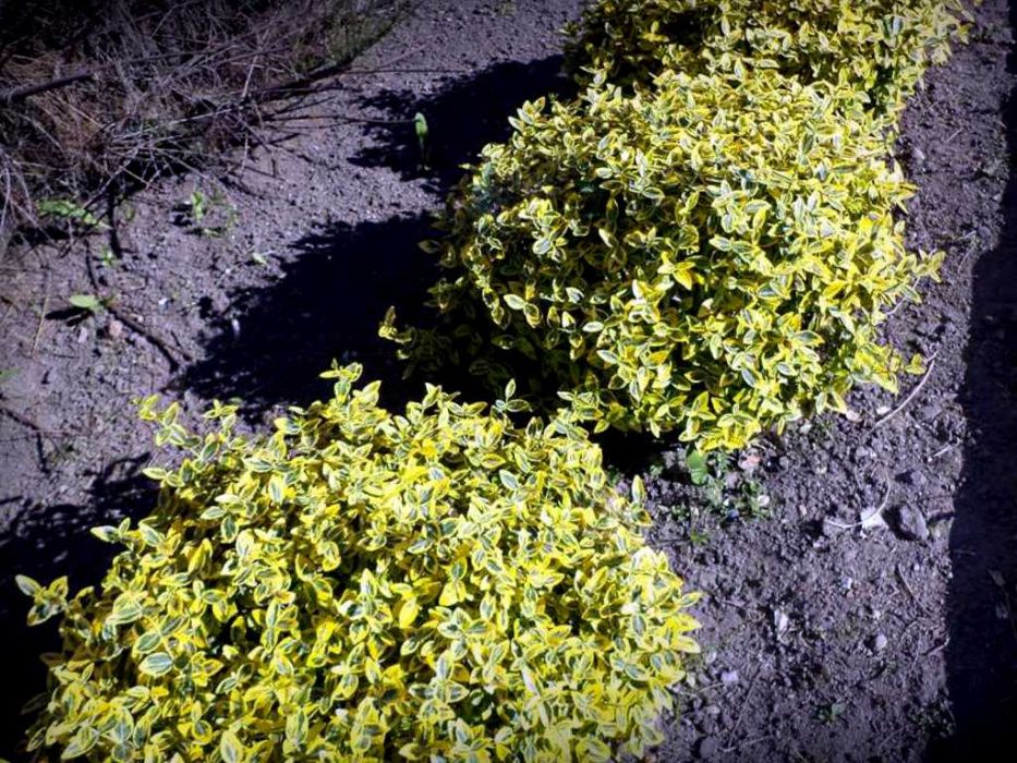 Trzmielina Emerald Gold żółta Gratisy żywopłot