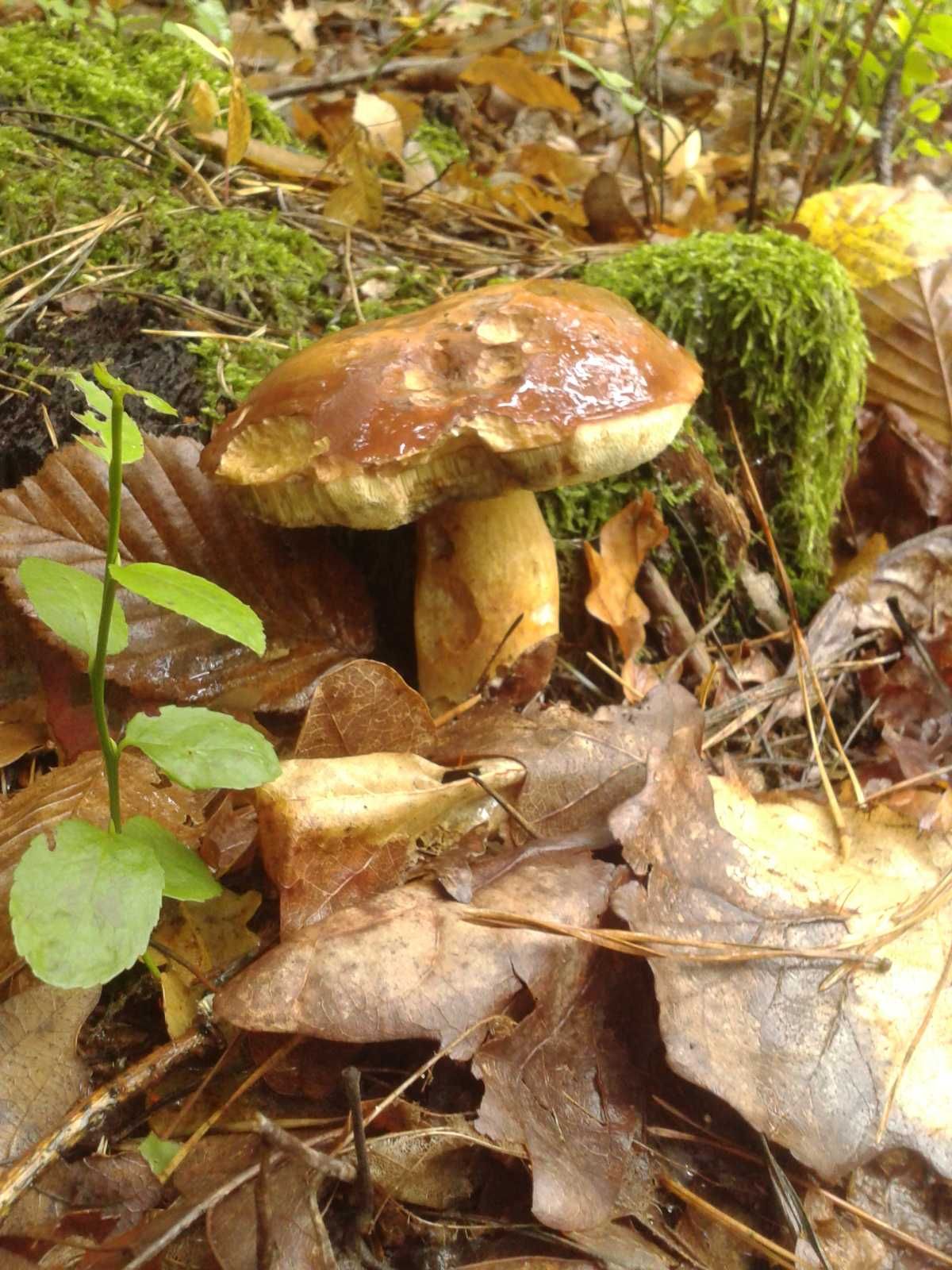 Сушені гриби ,гриб Польський.