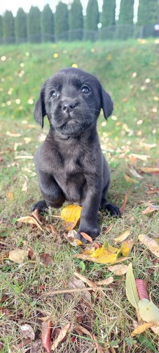 Labrador Retriever - czarny piesekFCI