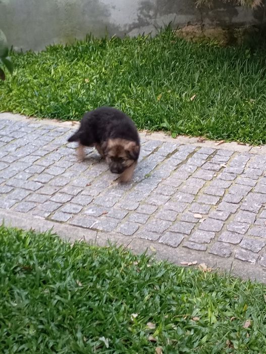 Pastor Alemão Fêmea