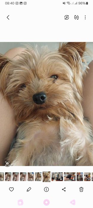 Йорк срочно !!! 3000