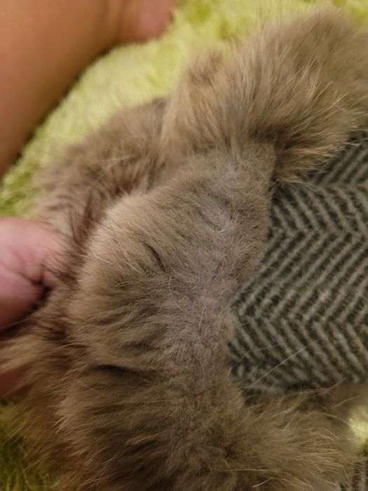 Płaszcz wełniany zimowy Gardeur z lisem XL