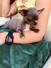 Chihuahua suczka niebieska szczeniak