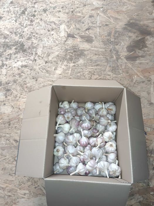Czosnek Harnaś 81 sztuk 4,0 cm przesyłka OLX Tanio!