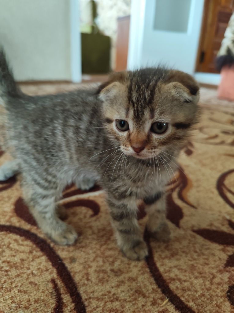 Кошенята шотландські