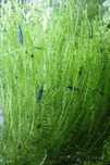 Musgos para aquário - Java, Pelia, Riccia, Stringy e Fissidens
