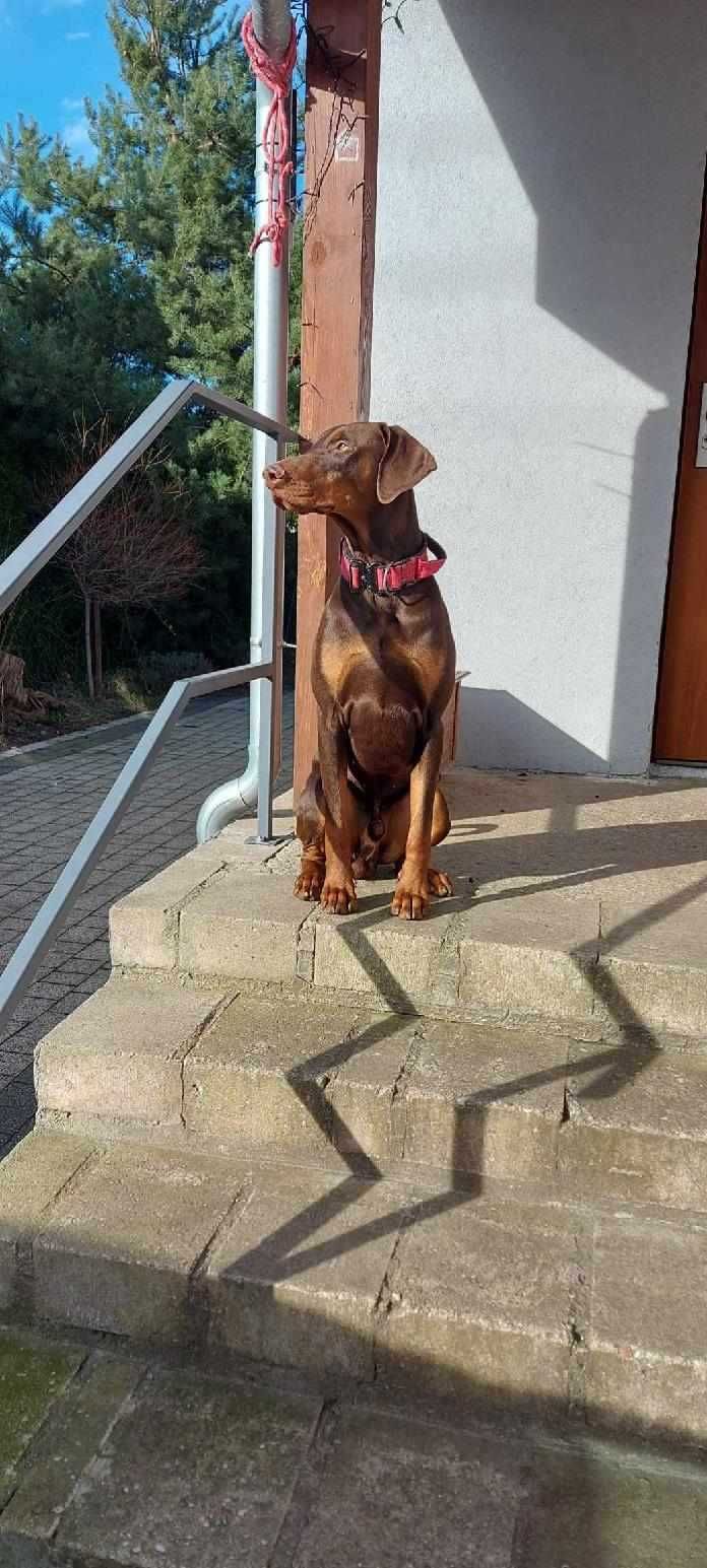 Roczny Roki doberman szuka domu