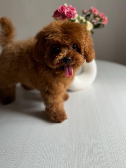 Той пудель кобель приглашает дам