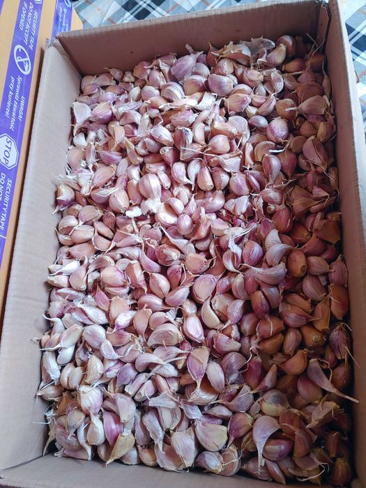 Czosnek zimowy Harnaś ząbkowany