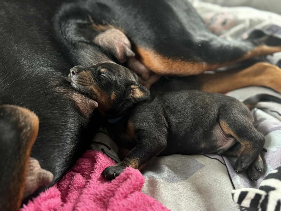 Szczeniaki Doberman