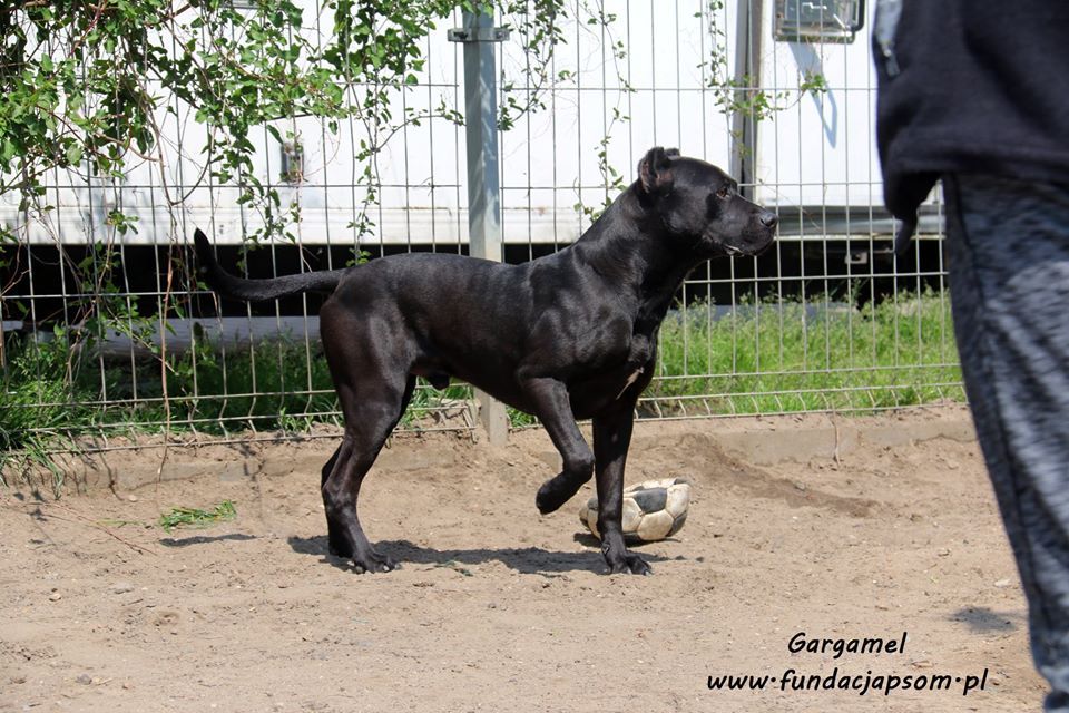 Gargamel - piesek w typie cane corso