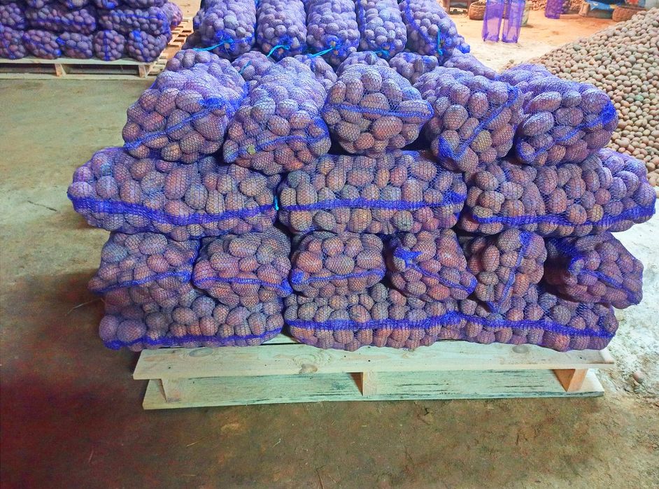 Продам картоплю,Якість відмінна,Сорт Белларосса