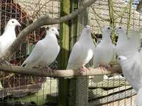 Gołębie Pocztowe Białe
