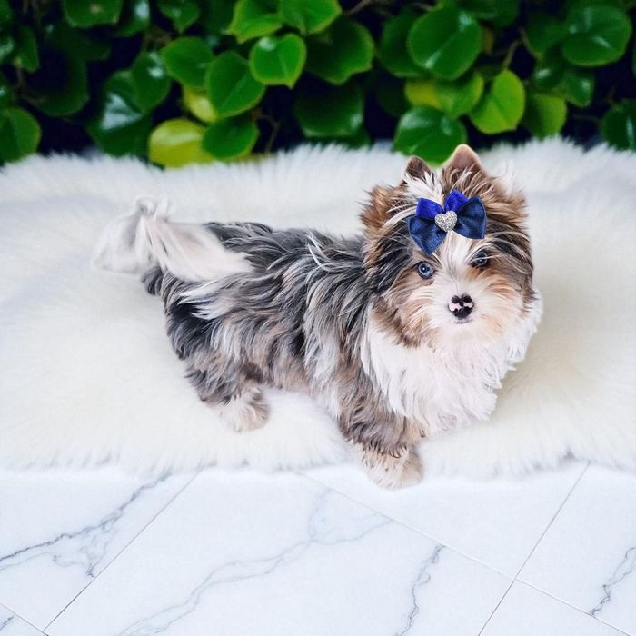 **UNIKAT**chłopczyk YORKSHIRE Terrier z niebieskimi oczkami