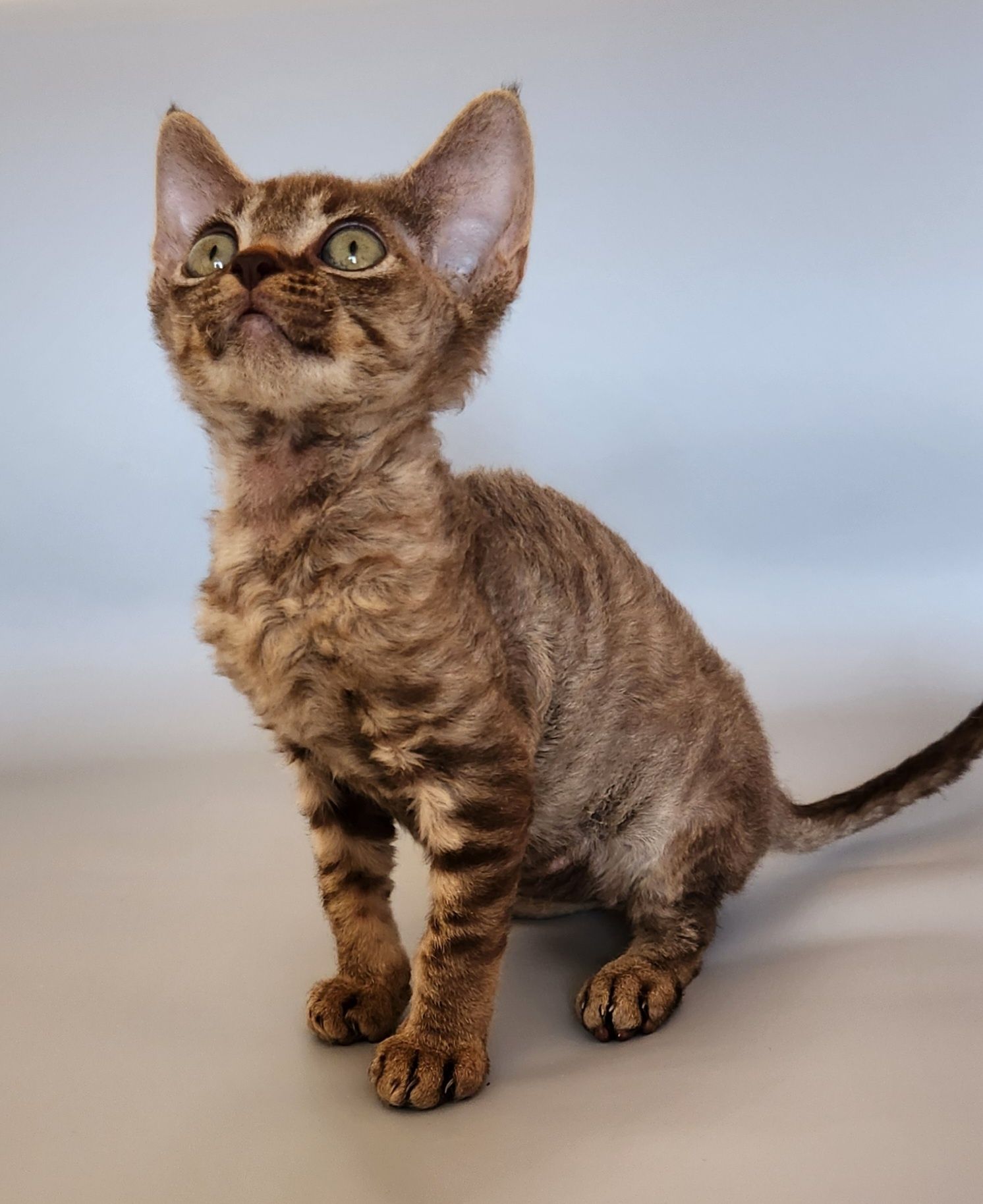 Котята Киев,девон, кучерявые котята