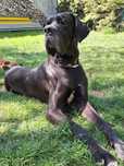 3 letni dog niemiecki  do adopcji