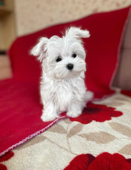 мальтезе красуня -супер дівчинка КСУ