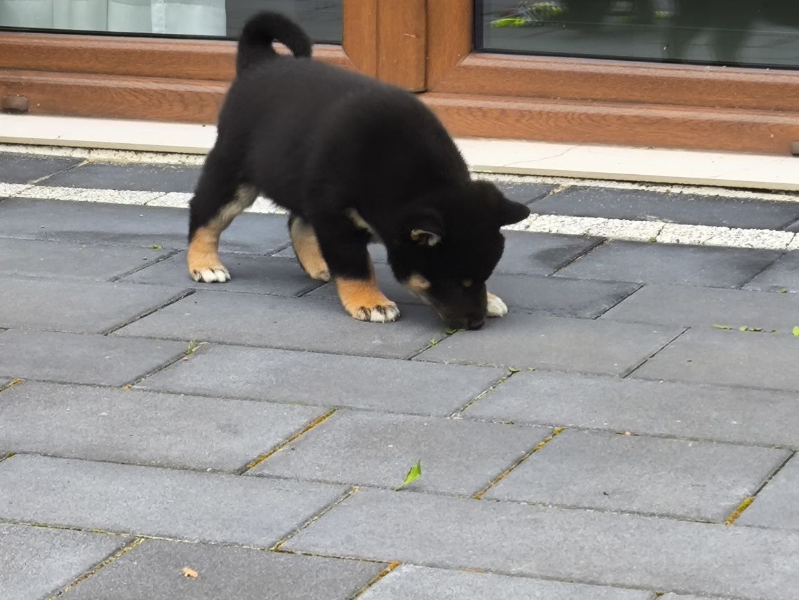 Sprzedam pieska shiba inu