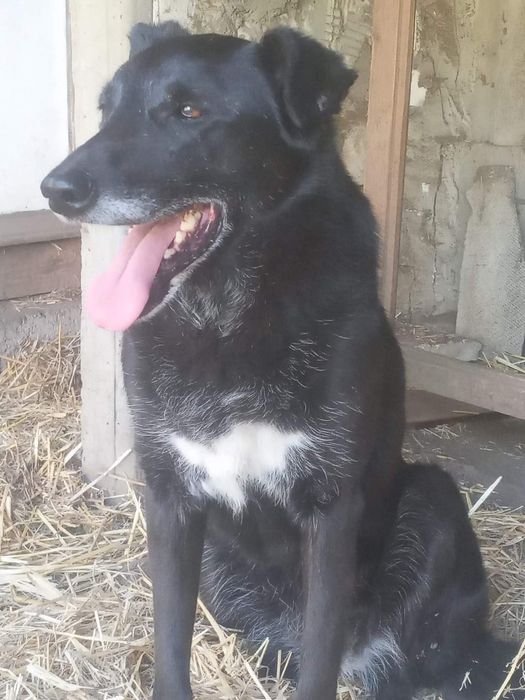 Отдам даром в добрые руки собачек