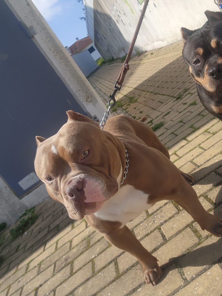 American bully Poket disponível para montas