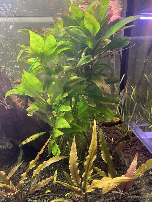 Nadwódka dębolistna wielonasienna