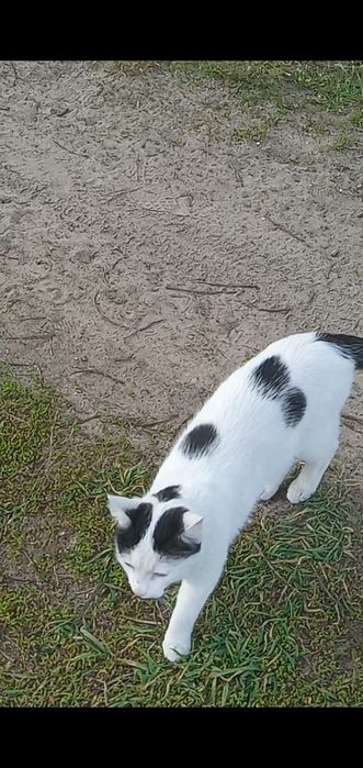 Потерялся кот.  Харьков