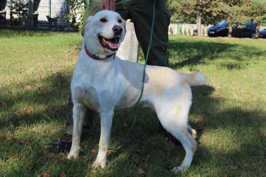 Labrador mix Ciastek Szuka domu -schronisko Bełchatów-aktualne