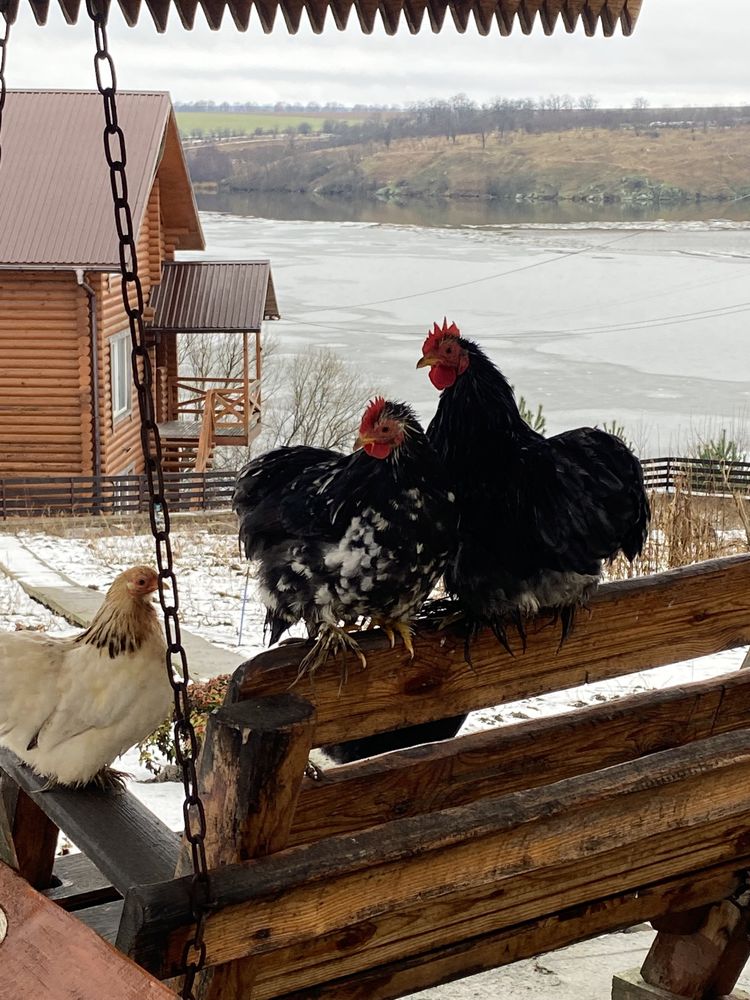 Півники, кохінхін