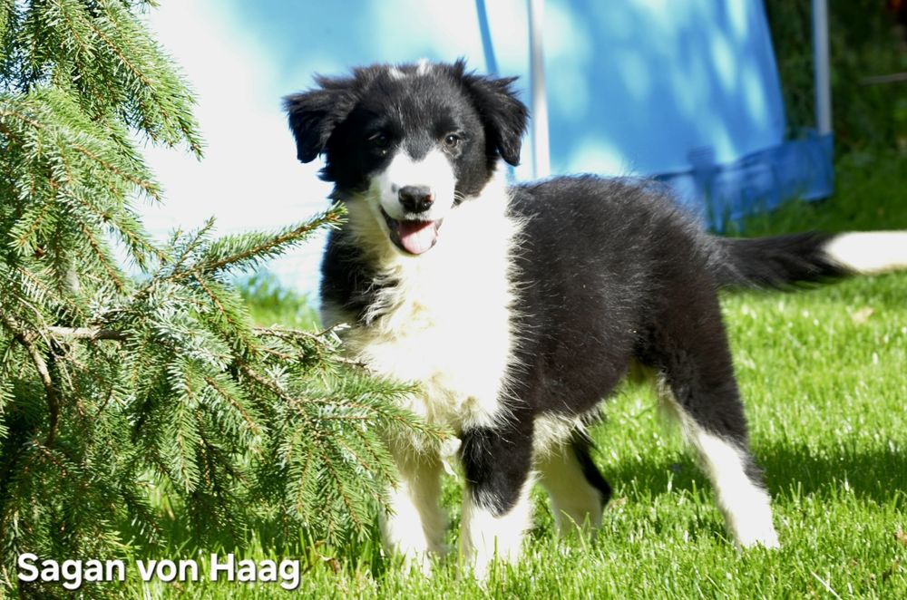 Border collie pies