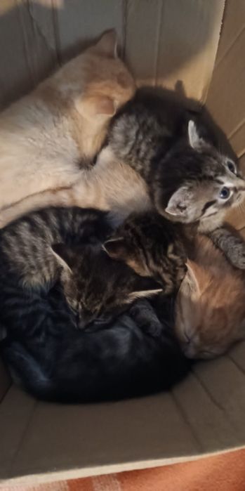 Kotki do adopcji