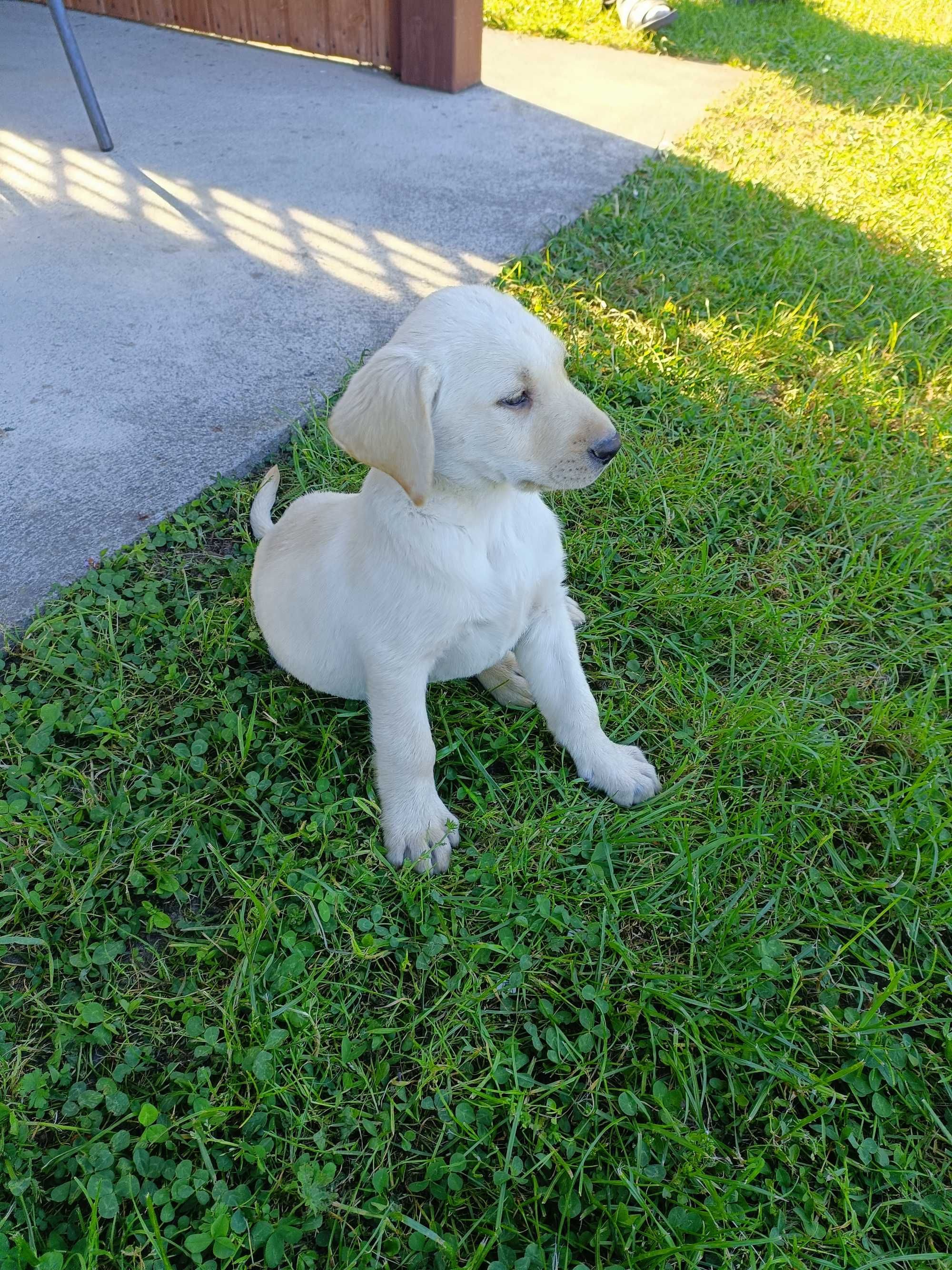 Labrador biszkoptowy