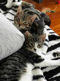 Rodzeństwo Figaro i Mew do adopcji