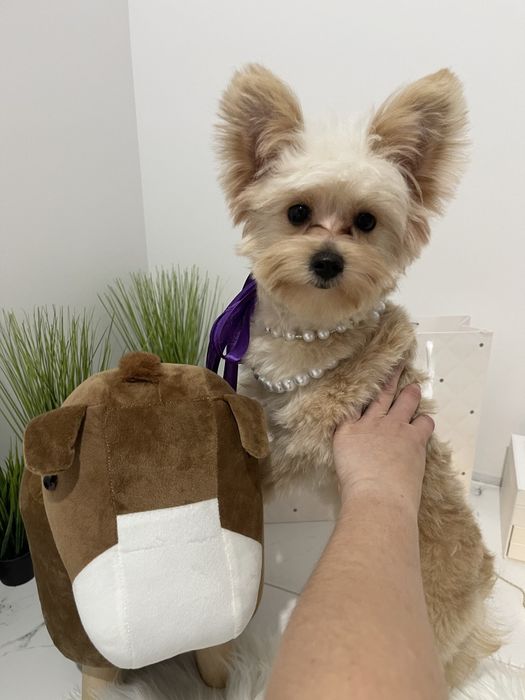 Помапу — Це не просто цуценята  це любов у формі собаки