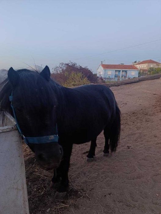 Vendo ponei livro azul
