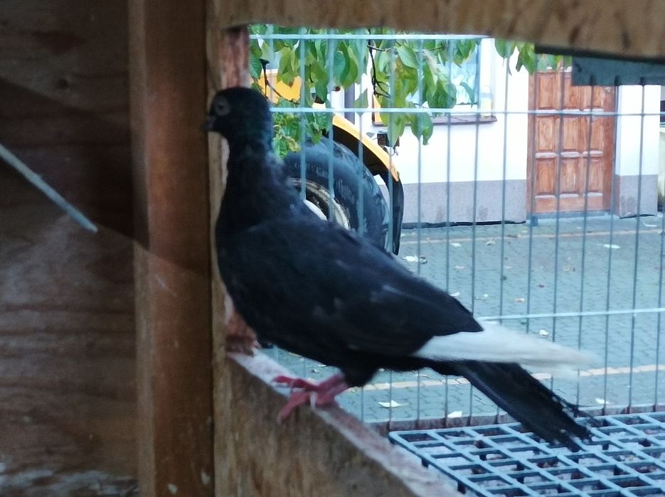 Gołębie ozdobne czaposz czaposze czarny 25 rok